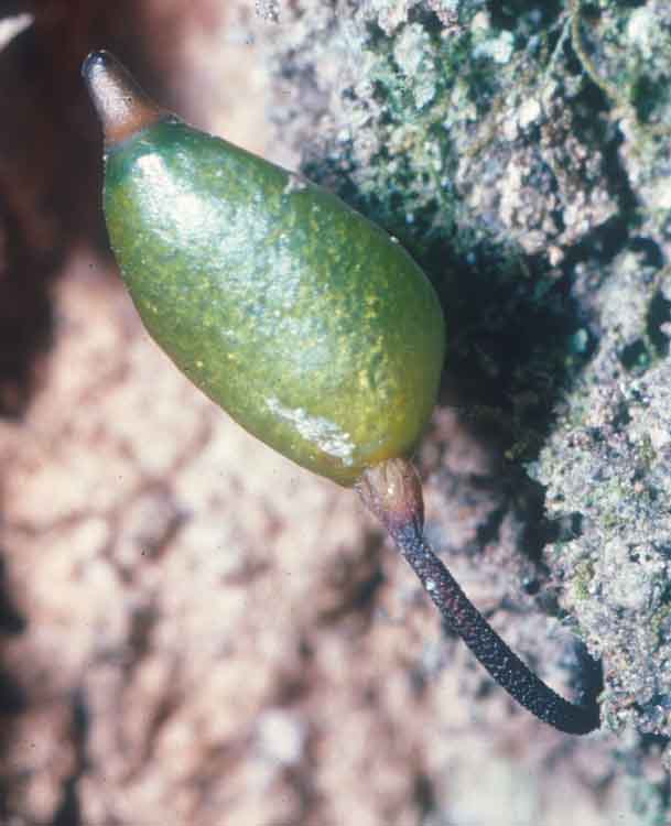 Buxbaumia aphylla