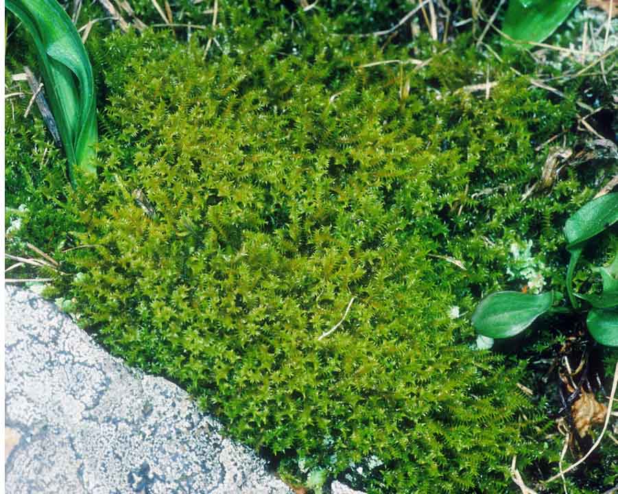 Triquetrella californica
