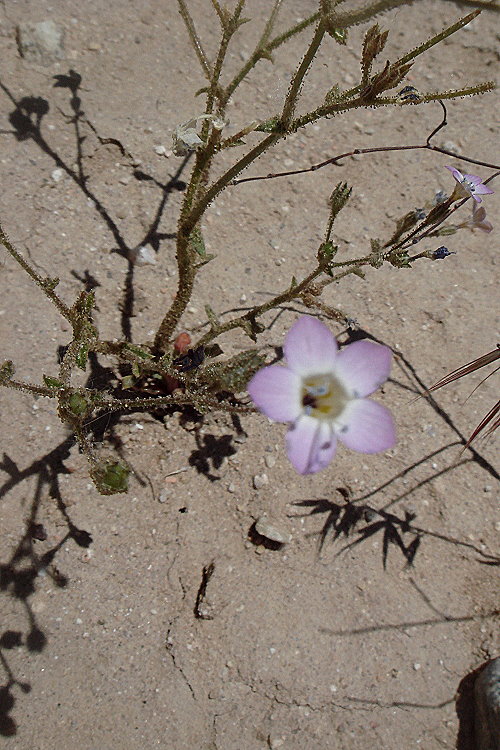 Gilia latiflora ssp. cuyamensis