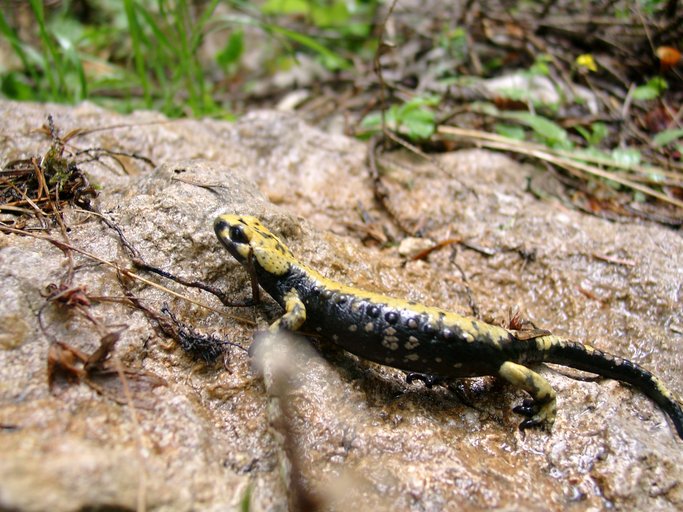 Salamandra atra aurorae Salamandra atra aurorae
