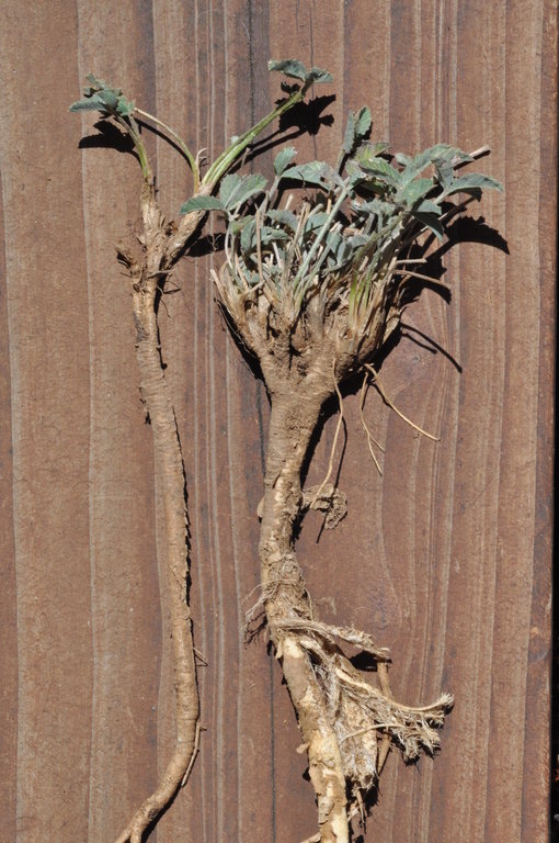 Trifolium gymnocarpon ssp. plummerae