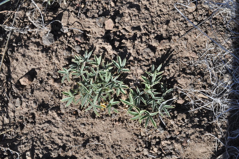 Trifolium gymnocarpon ssp. plummerae