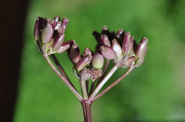 Lomatium roseanum