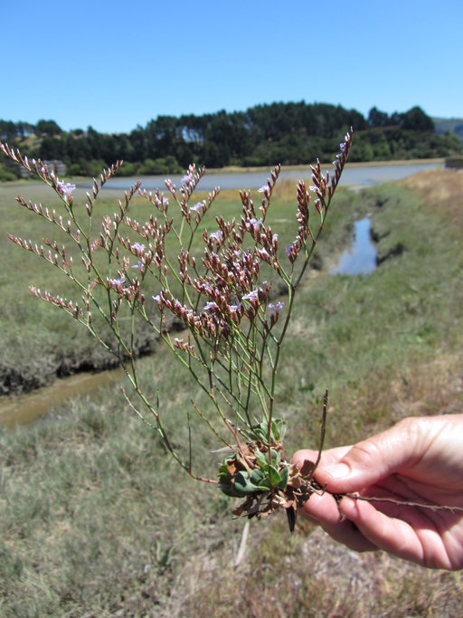Limonium duriusculum