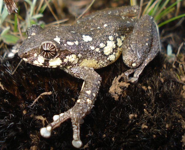 Raorchestes signatus