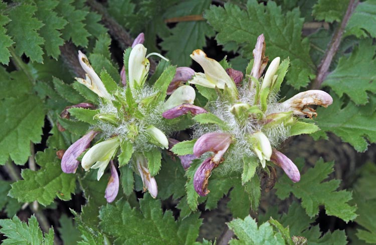Pedicularis dudleyi Pedicularis dudleyi