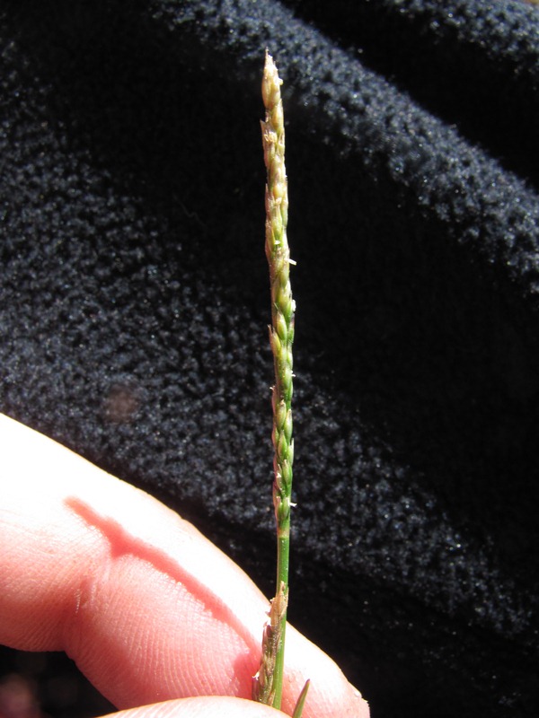 Agrostis blasdalei