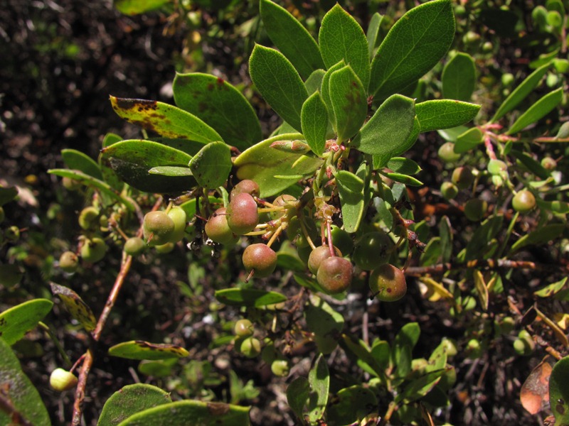 Arctostaphylos densiflora Arctostaphylos densiflora