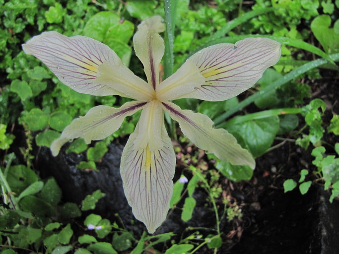 Iris fernaldi