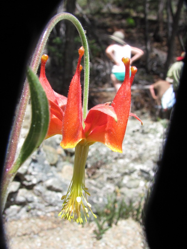 Aquilegia eximia Aquilegia eximia
