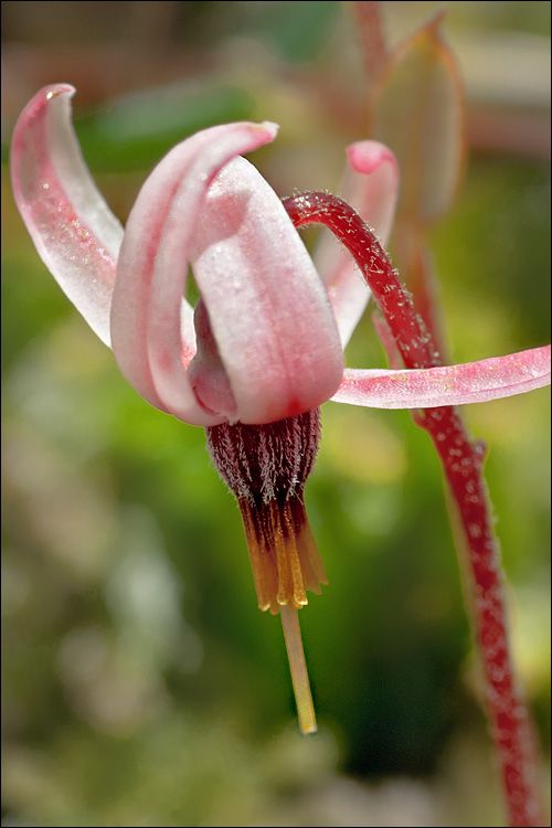 Vaccinium oxycoccos