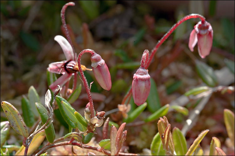 Vaccinium oxycoccos