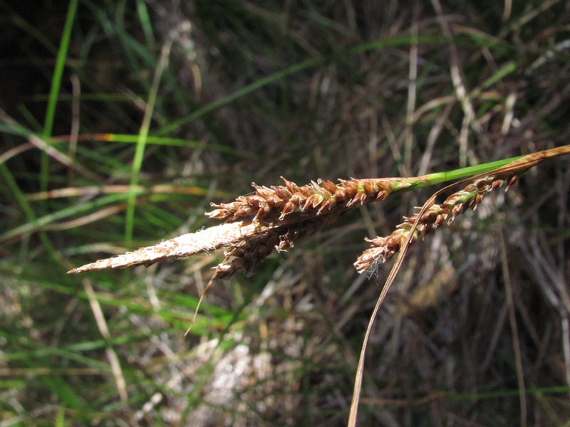 Carex mendocinensis