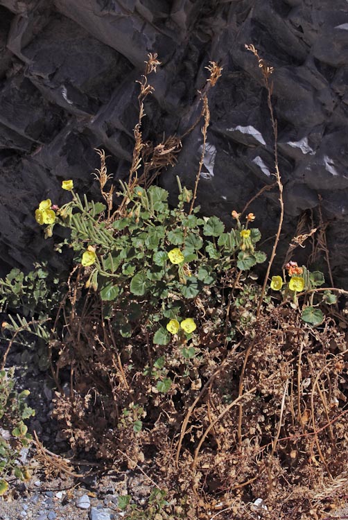 Chylismia cardiophylla Chylismia cardiophylla