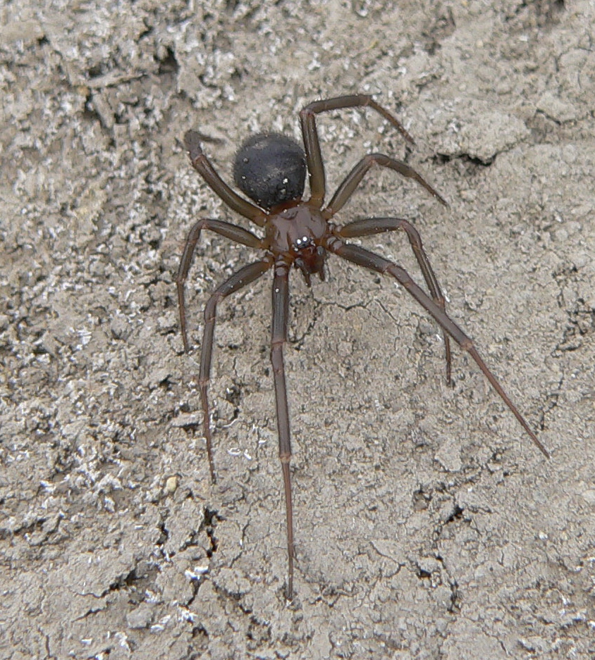 Steatoda sp.