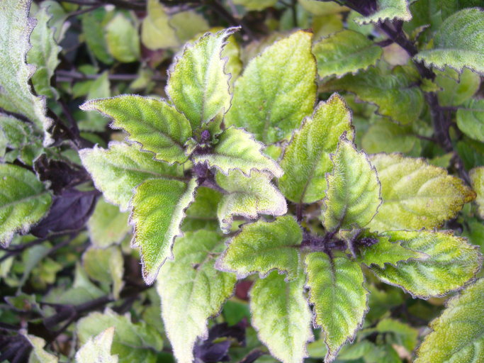 Plectranthus sp.