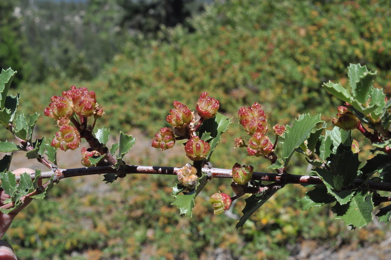 Ceanothus pinetorum