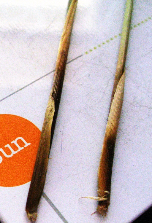 Juncus exiguus Juncus exiguus