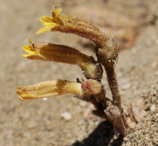 Aphyllon fasciculatum