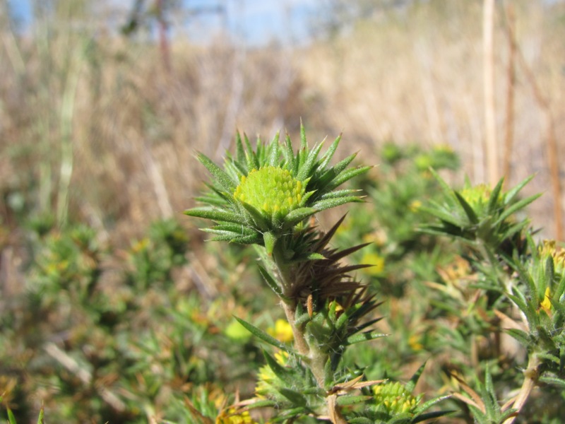 Centromadia parryi ssp. parryi Centromadia parryi ssp. parryi
