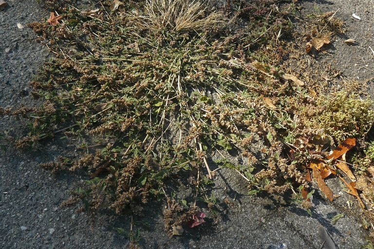 Amaranthus deflexus