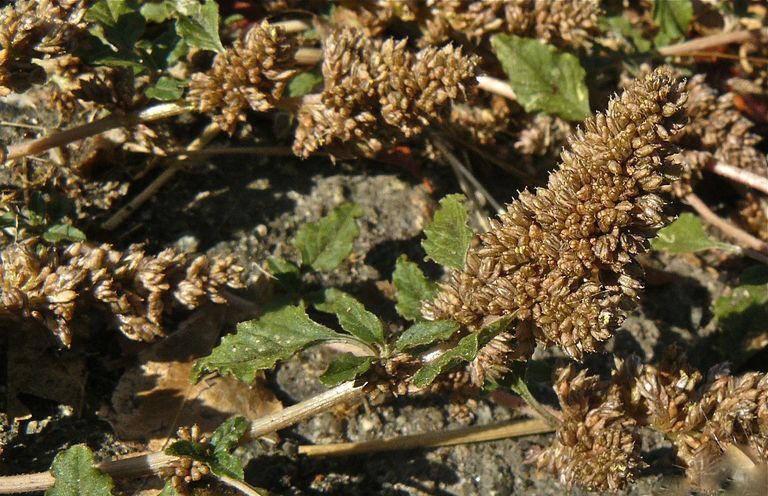 Amaranthus deflexus