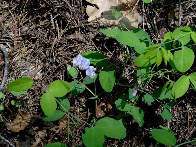 Lathyrus nevadensis