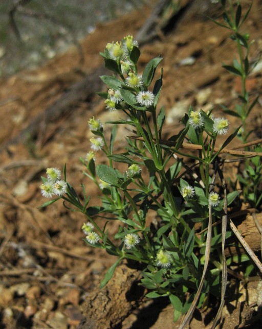 Galium serpenticum ssp. scotticum