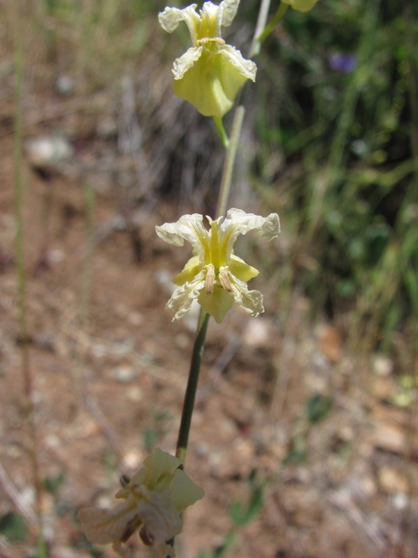Streptanthus glandulosus ssp. sonomensis