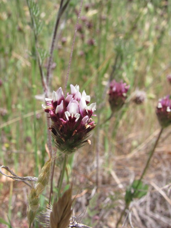 Trifolium dichotomum