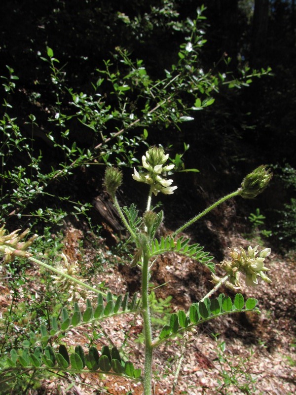 Astragalus agnicidus