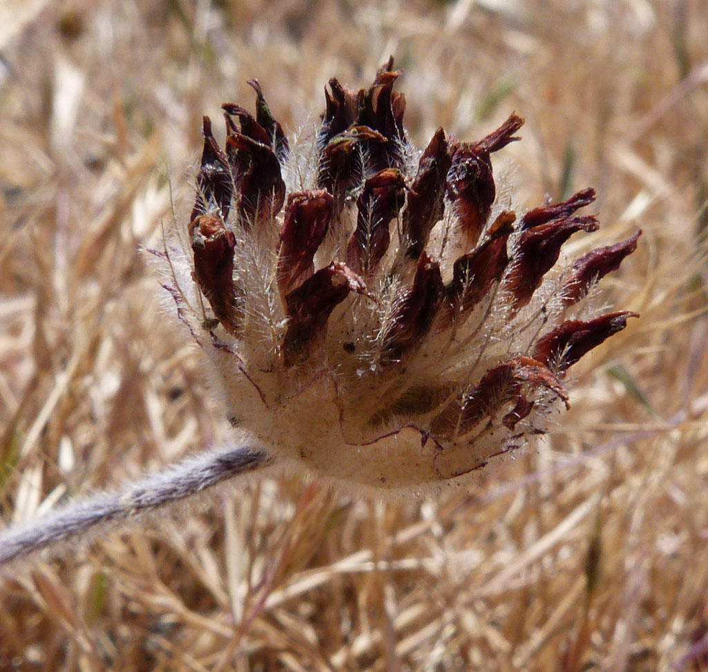 Trifolium grayi Trifolium grayi