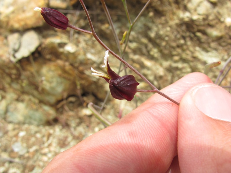 Streptanthus niger