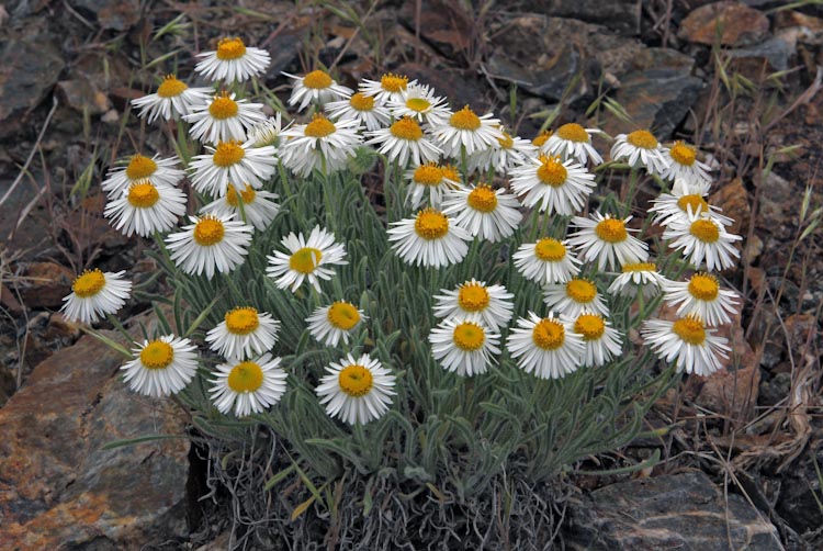 Erigeron pumilus Erigeron pumilus