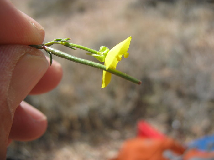 Camissonia kernensis ssp. gilmanii