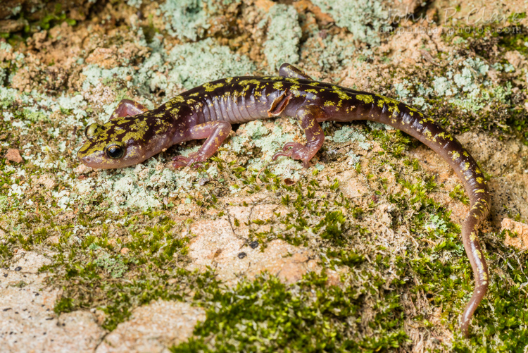 Aneides aeneus