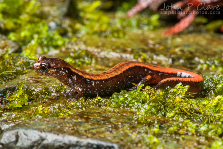 Plethodon vehiculum Plethodon vehiculum