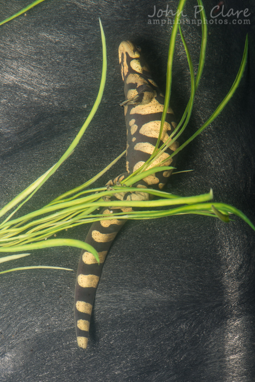 Ambystoma mavortium mavortium Ambystoma mavortium mavortium