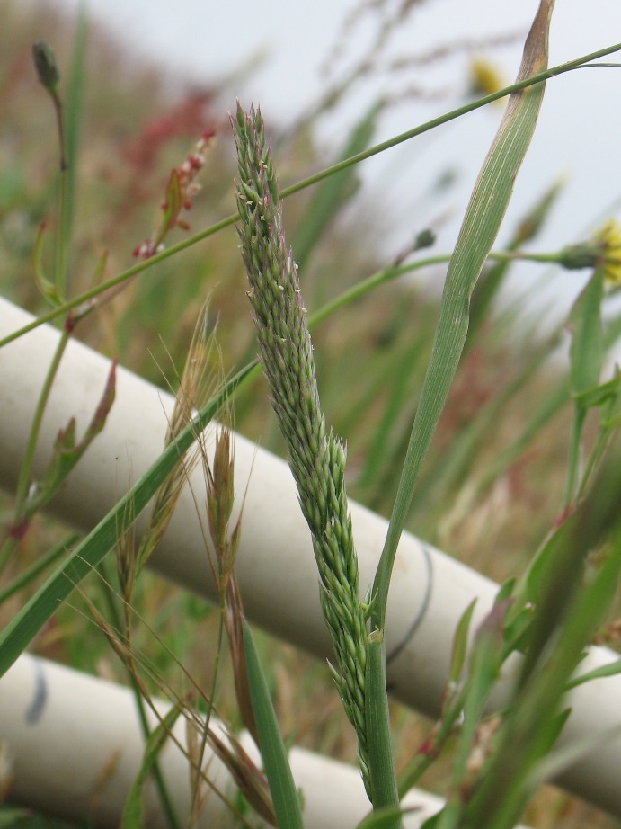 Agrostis densiflora Agrostis densiflora