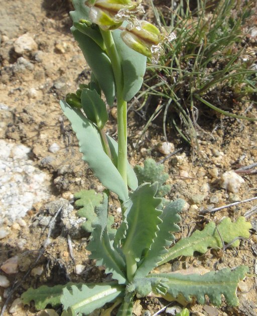 Caulanthus californicus