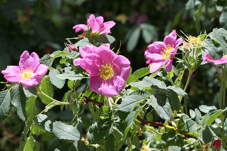 Rosa woodsii Rosa woodsii