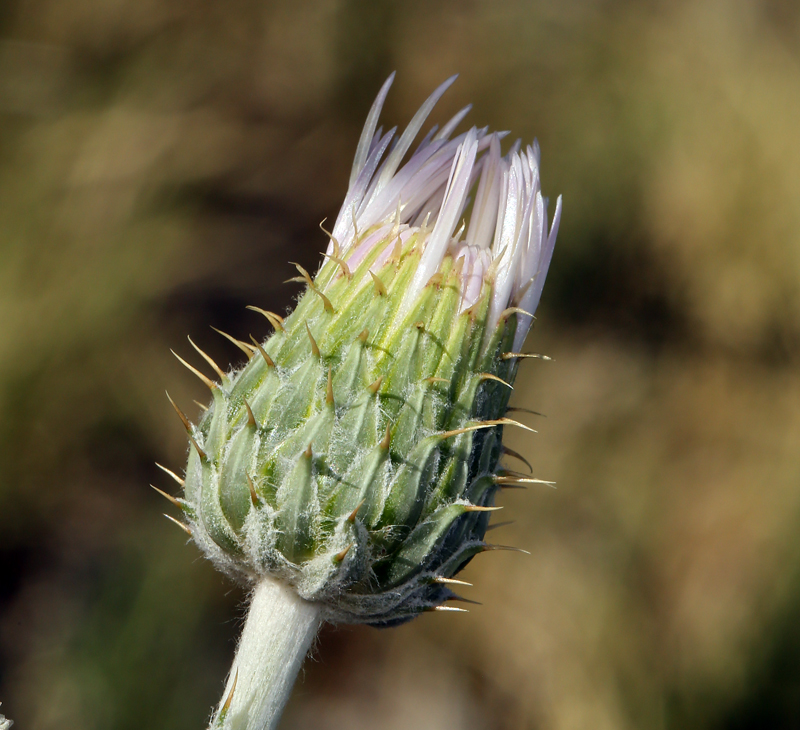 Cirsium mohavense