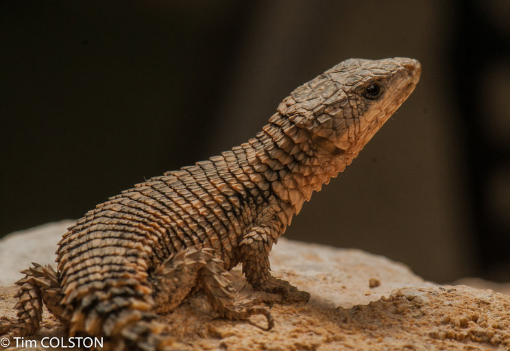 Cordylus rivae Cordylus rivae