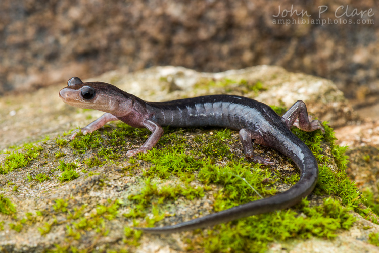 Plethodon metcalfi