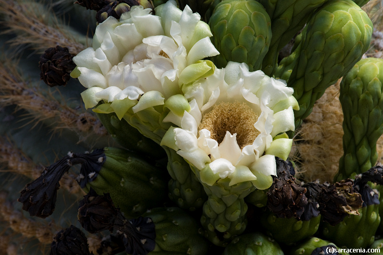 Carnegiea gigantea