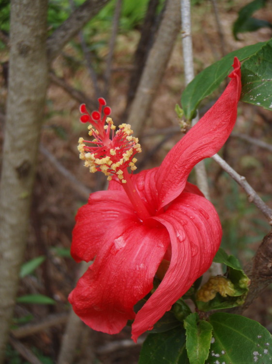 Hibiscus kokio ssp. kokio