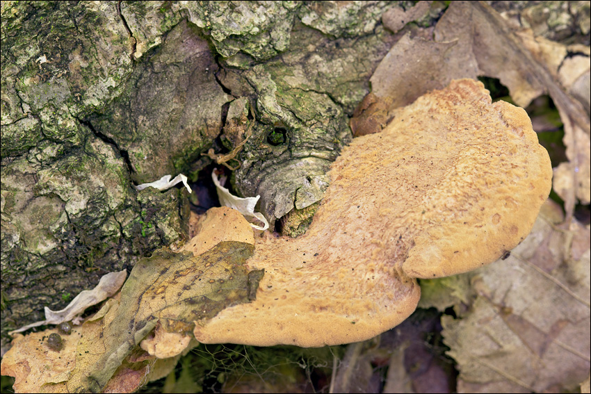 Hapalopilus nidulans