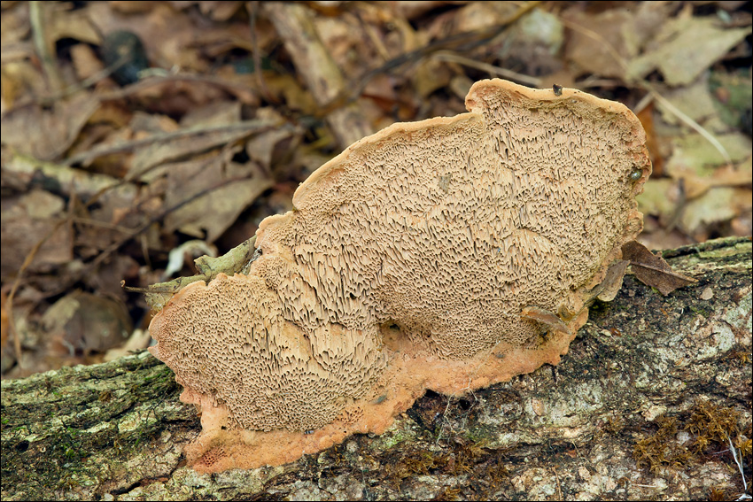 Hapalopilus nidulans