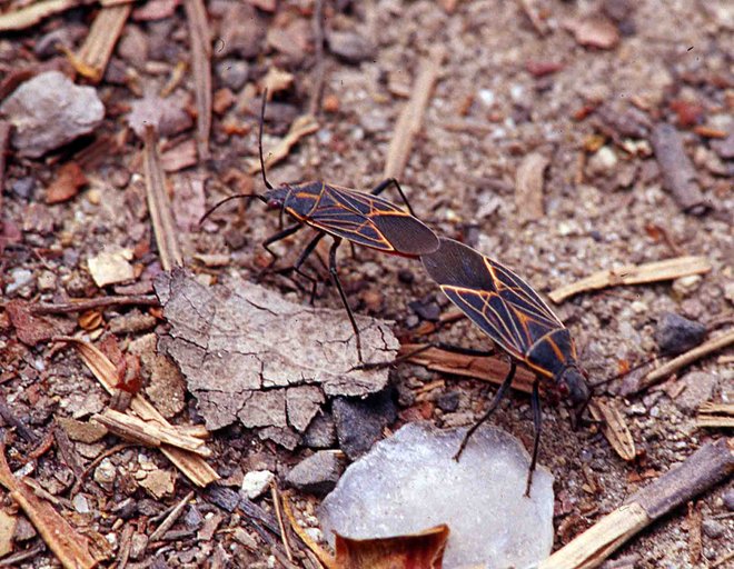 Boisea sp.