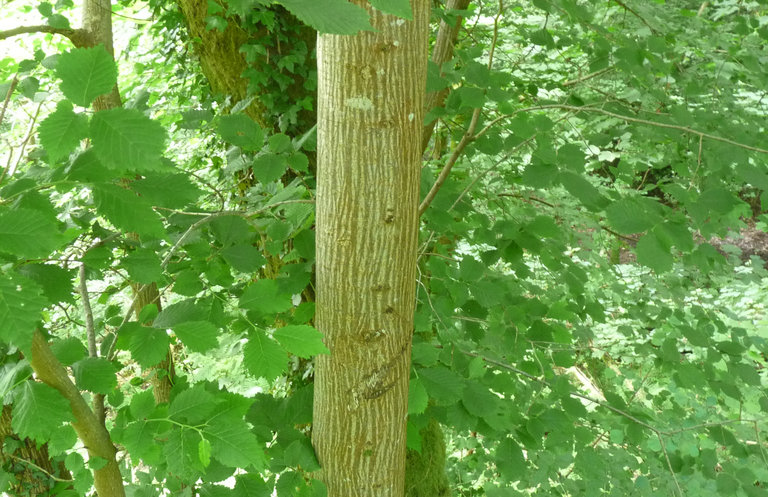 Ulmus glabra Ulmus glabra